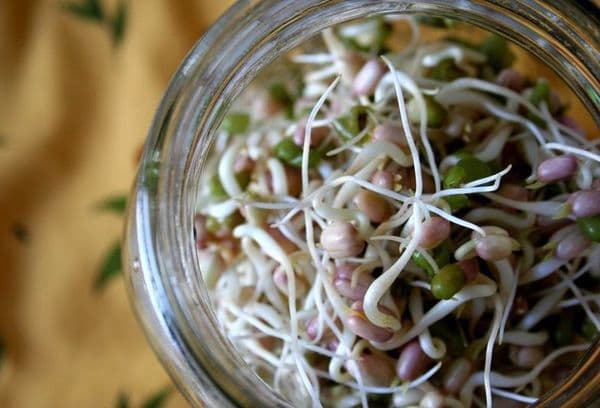 Fagioli germogliati in un barattolo