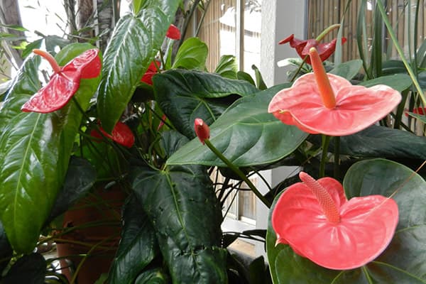 Anthurium in fiore