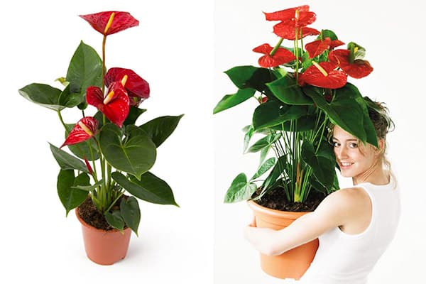 Donna con anthurium