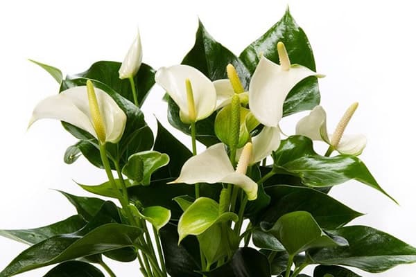 Anthurium bianco