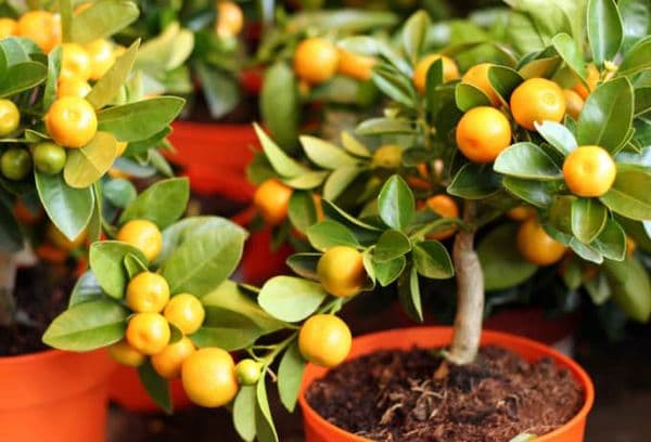 Albero di arancio