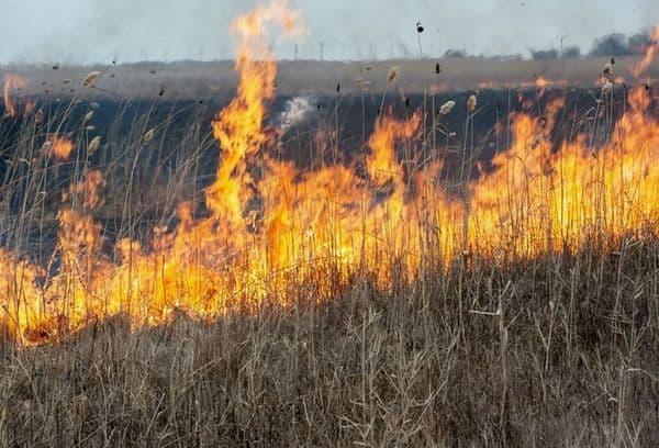 Fiamma di fuoco nel campo