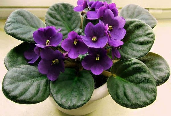 Fiori viola