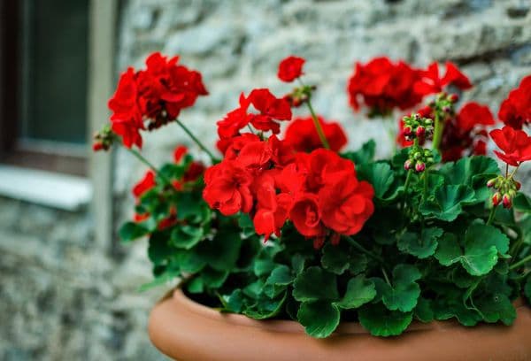 Pelargonium rosso