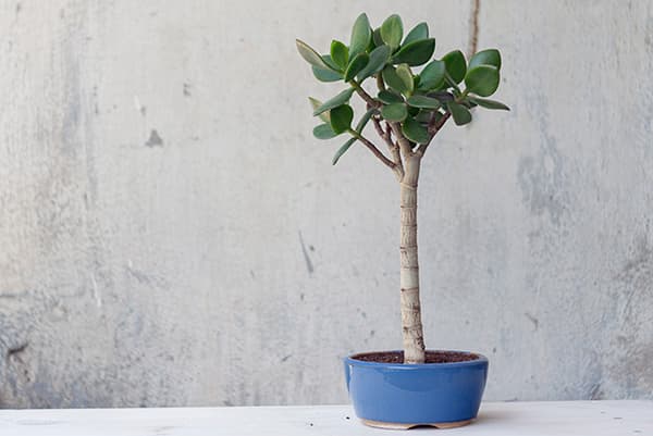 Albero dei soldi con un tronco alto