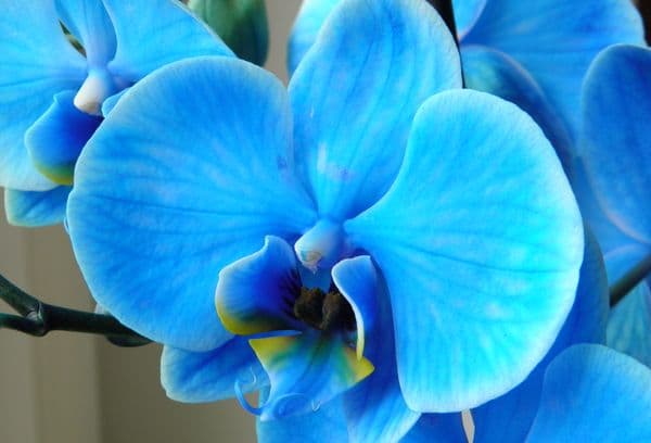 Blue orchid