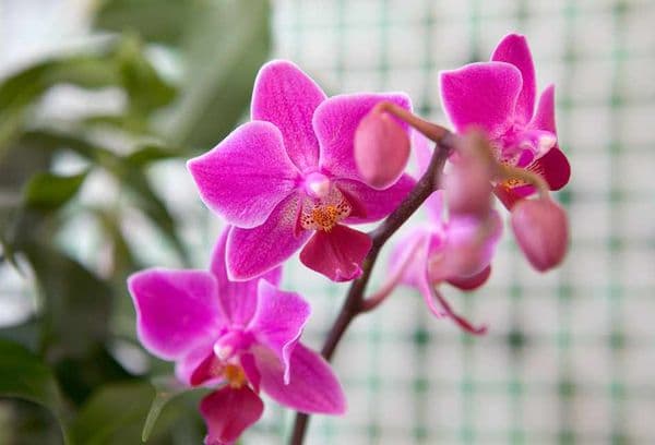 Pink orchid