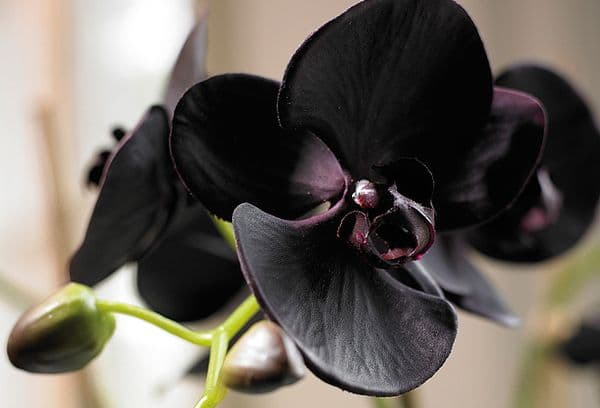 Black Orchid