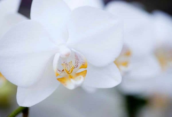 White orchid