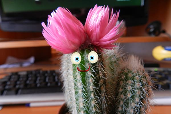 Cactus fiorito sul desktop