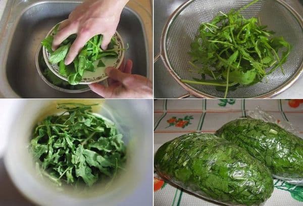 Congelamento della rucola