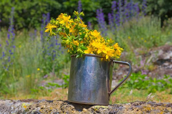 Fiori di iperico freschi