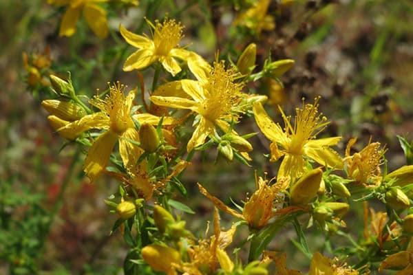 Iperico in fiore