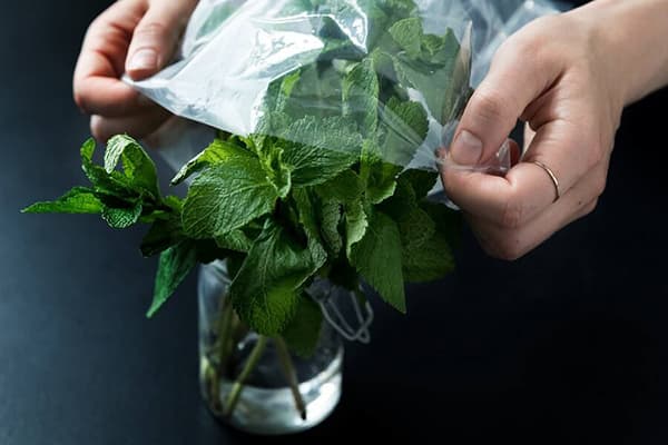 Conservazione della menta in un barattolo d'acqua