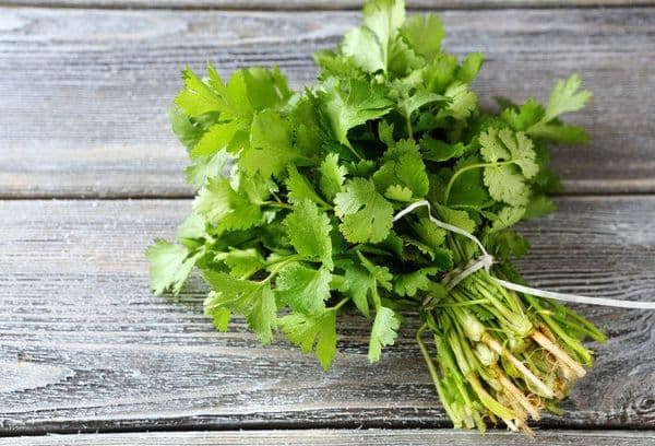 Un mazzetto di coriandolo verde