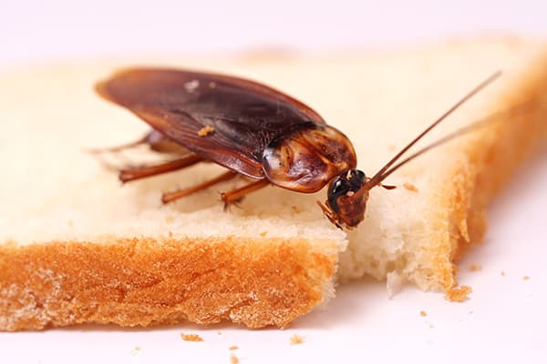 Scarafaggio su un pezzo di pane