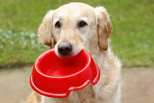 Il cane tiene tra i denti la sua ciotola per l'alimentazione