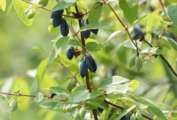 Frutti Di Caprifoglio