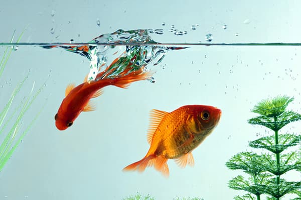 Pesce rosso nell'acquario