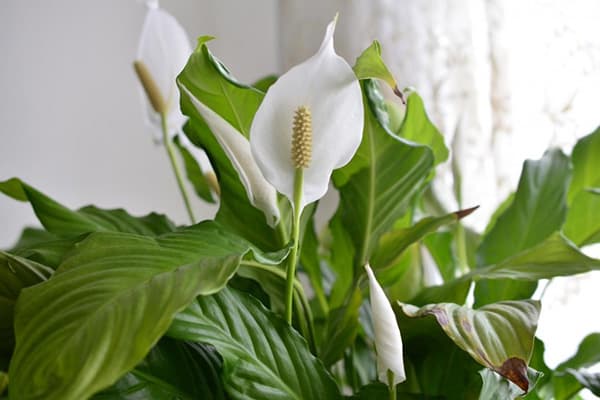 Felicità femminile del fiore