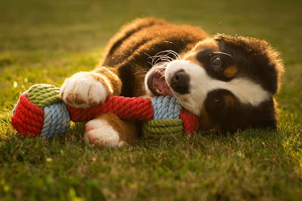 Cucciolo che gioca con un giocattolo di corda