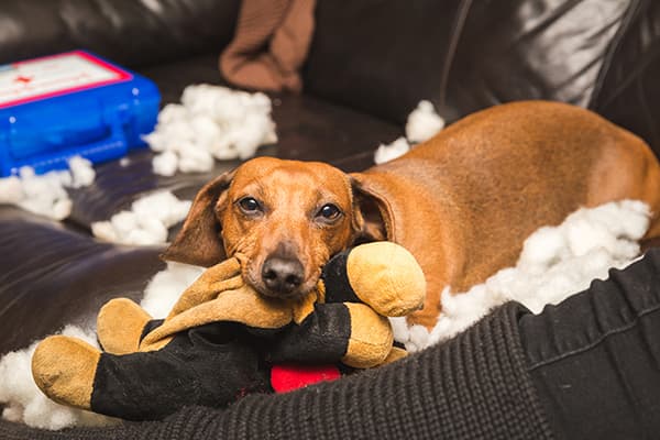 Bassotto con un peluche