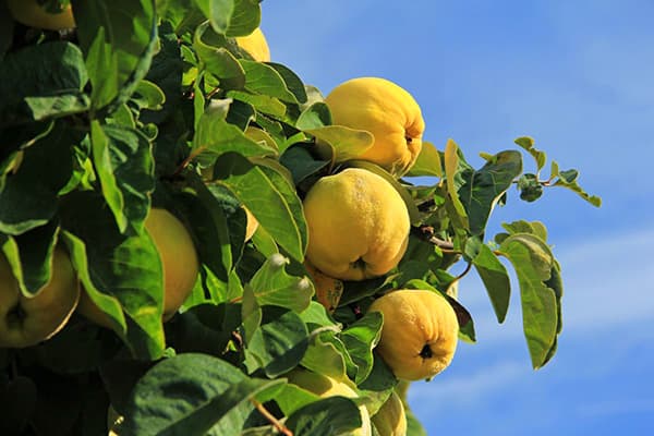 Limone Di Mele Cotogne