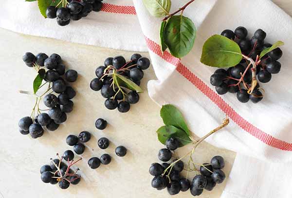 Aronia chokeberry