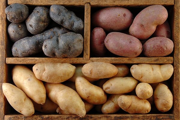 Patate di diverse varietà