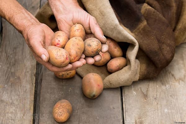 Licenziare le patate