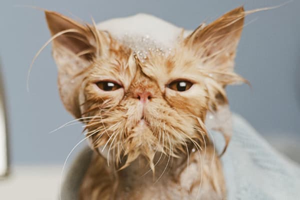 Fare il bagno al gatto