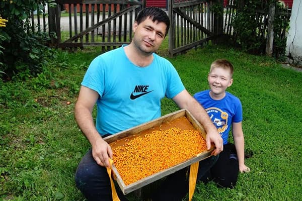 Papà e figlio con il raccolto dell'olivello spinoso