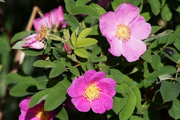 Rosa Canina Maggio