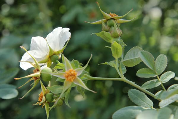 Begger Rose Hip