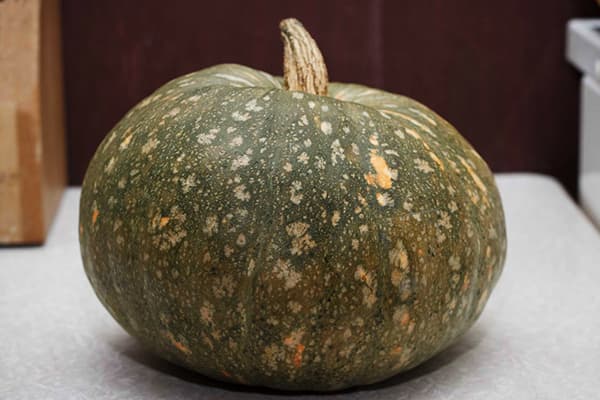 Zucca con buccia verde