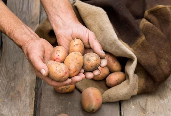 Patate di medie dimensioni