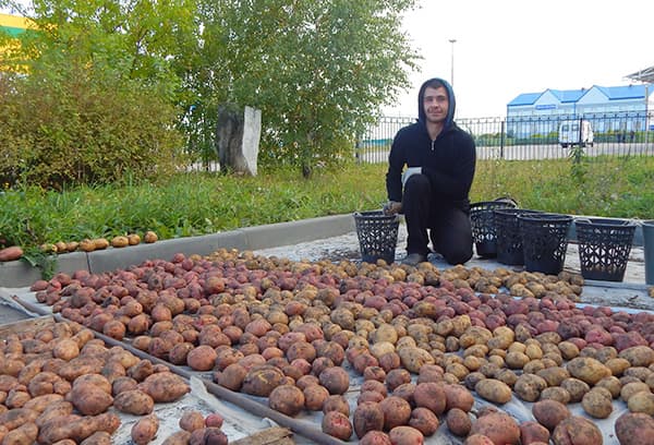 Essiccazione di patate