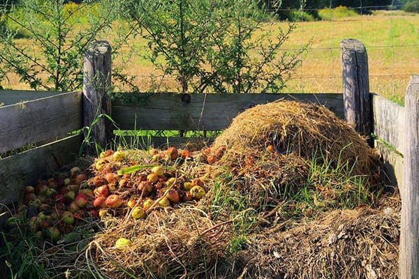 Mele in un mucchio di compost