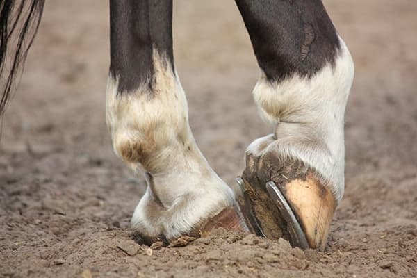 cavallo ferrato