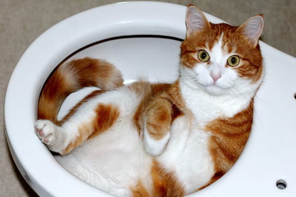 Cat in the toilet